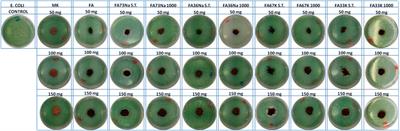 Environmental and Biological Impact of Fly Ash and Metakaolin-Based Alkali-Activated Foams Obtained at 70°C and Fired at 1,000°C